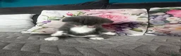 Scottish Fold cats for sale: Scottish fold and British shorthair kittens in Slough - Advert 17