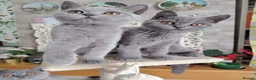 British Shorthair cats for sale: Beautiful British short blue kittens.  - Advert 5