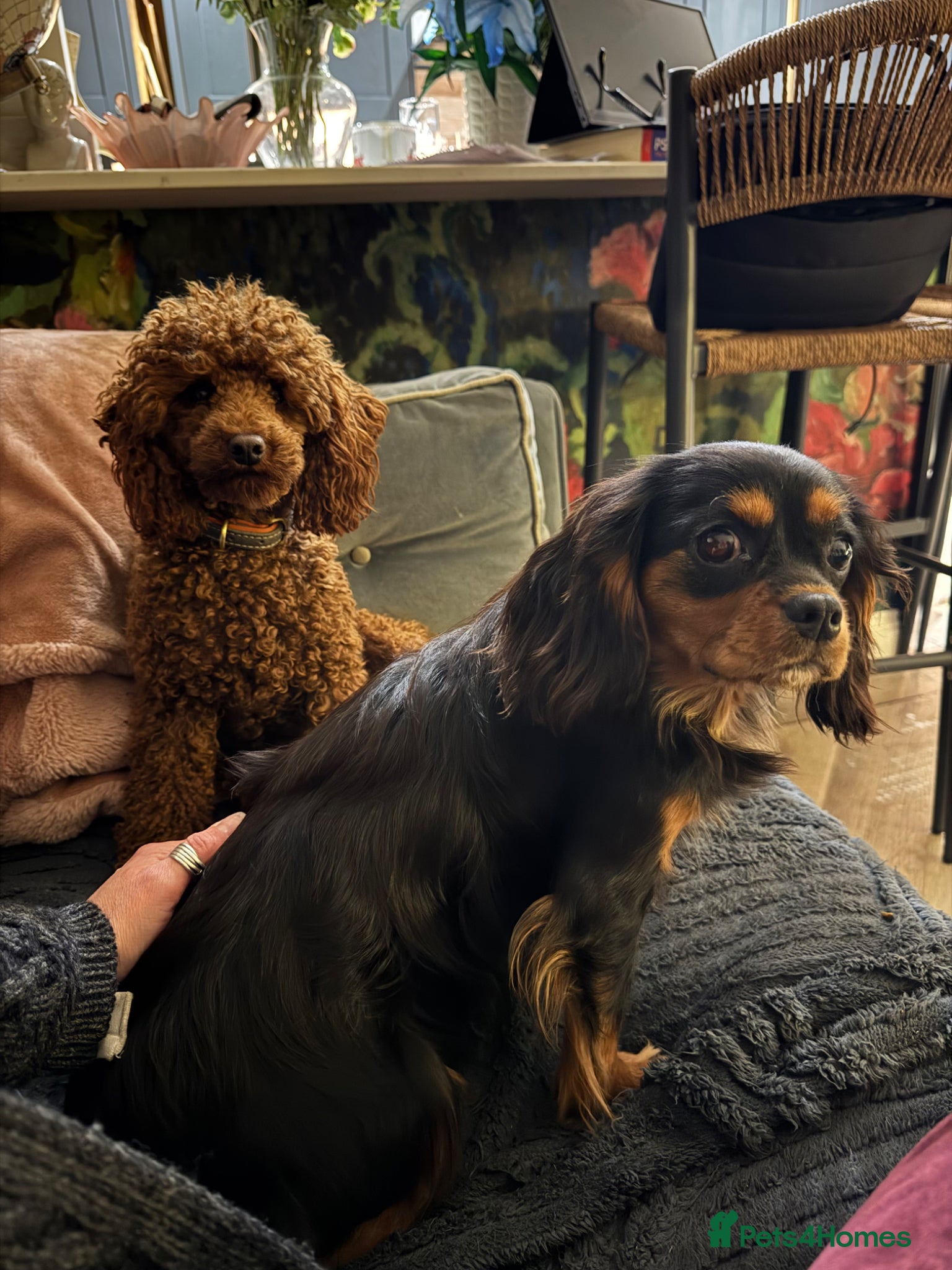 Toy Poodle dogs William of Worcestershire Small miniature Poodle - Advert 6