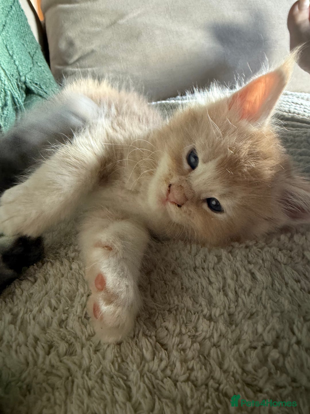 Maine Coon cats for sale: Tica registered Maine Coons from champion lines  - Image 6