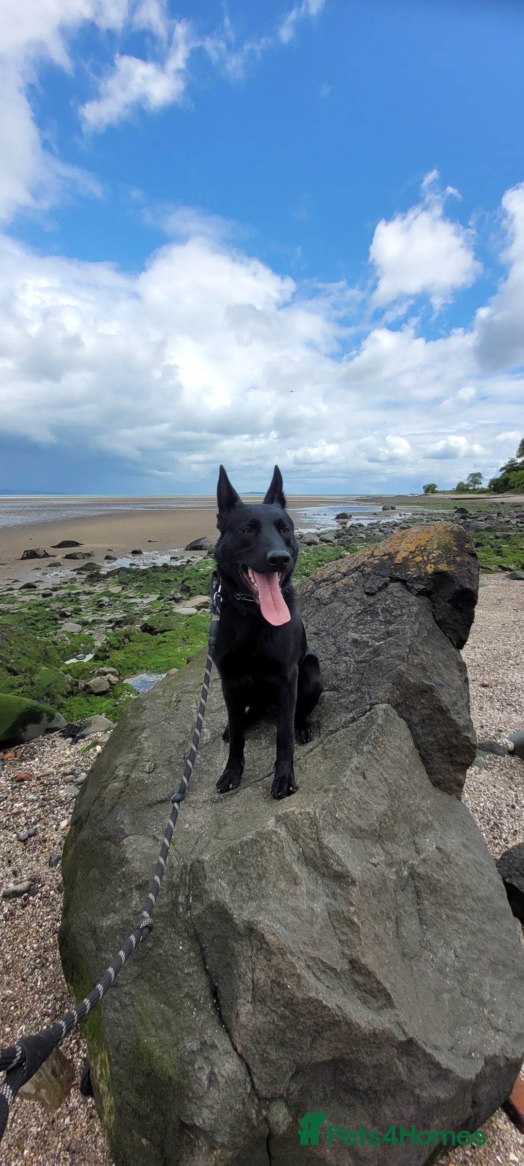 Belgian Shepherd Dog dogs for sale: Belgium malinois for rehoming 16 months - Advert 6