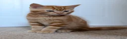 Ragdoll cats for sale: 3 cute and playful kitties  in Banbury - Advert 5