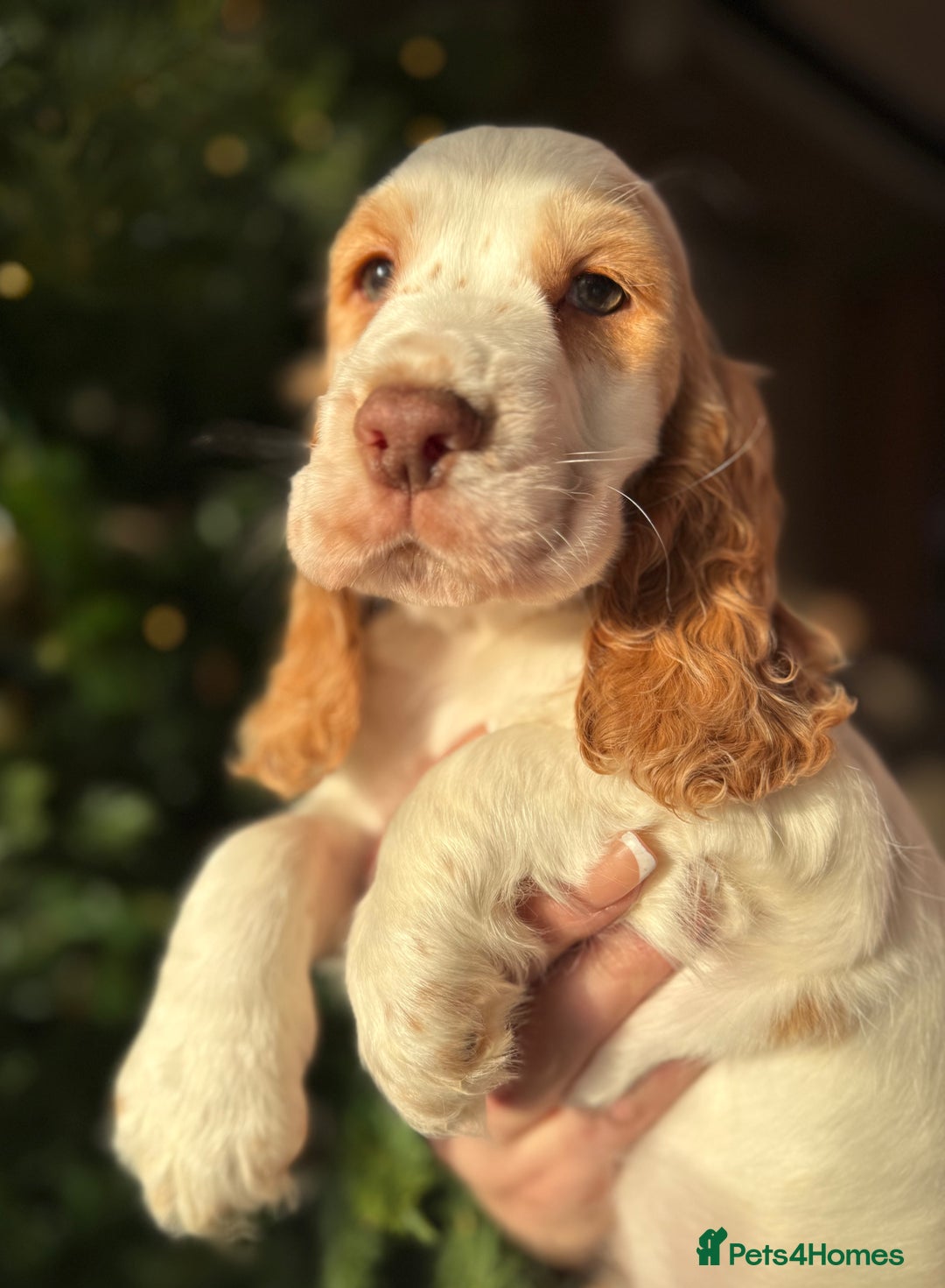 Cocker Spaniel dogs for sale: Stunning orange & white show cocker Girls  - Advert 5