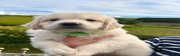 Golden Retriever dogs for sale: Wonderful litter health tested parents  - Advert 23
