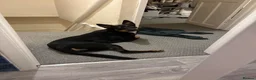 Mixed Breed dogs for sale: Kelpie x Border Collie 11 Month Old Puppy Rehome  - Advert 18
