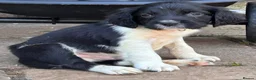 English Springer Spaniel dogs for sale: READY from 17th July KC ESS heavily coloured pups  - Advert 18