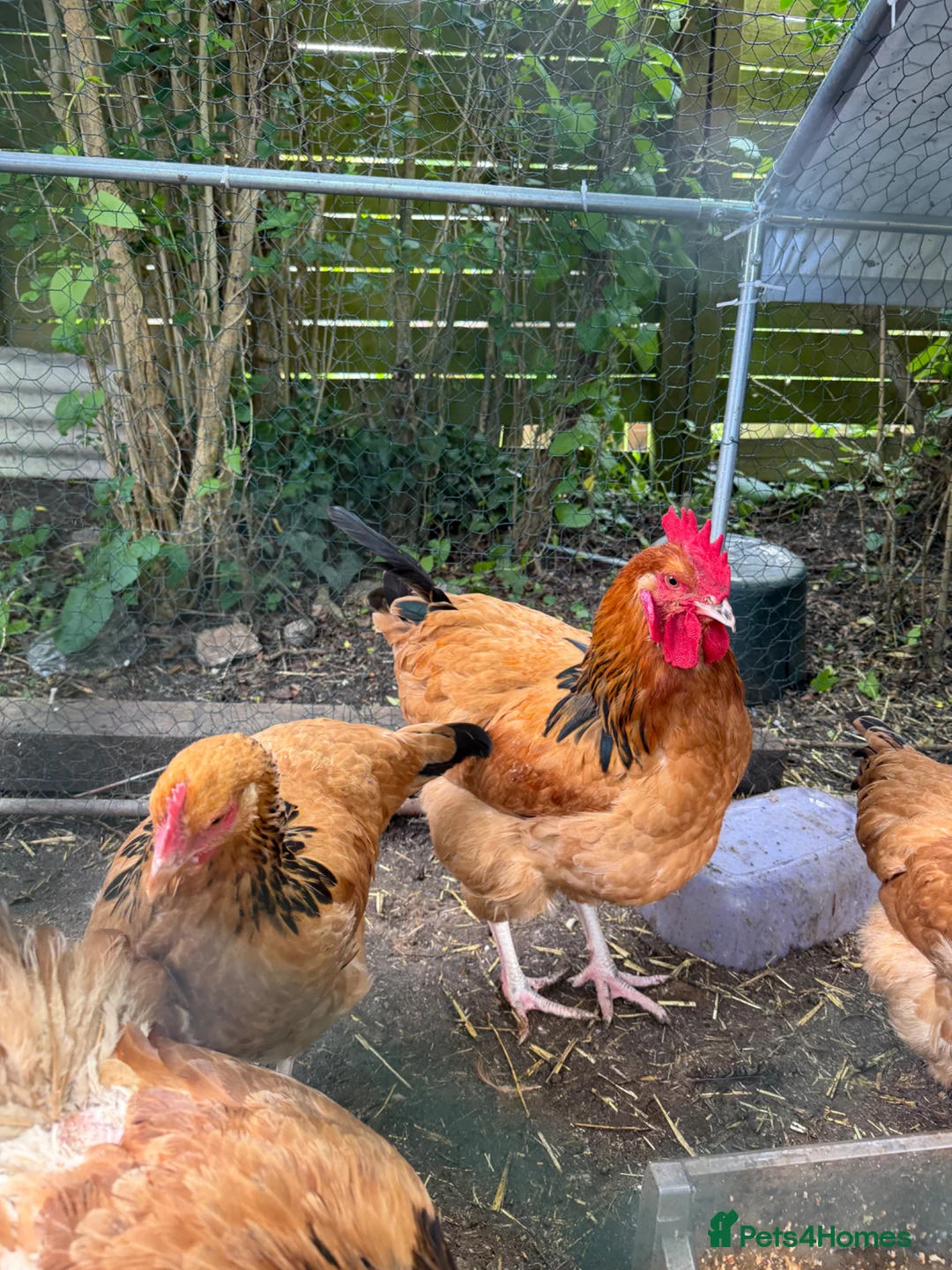 Chickens poultry for sale: 3 young buff ssusex roosters  in Bristol - Advert 2