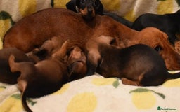 Miniature Dachshund dogs for sale: Female miniature dachshund puppy - Image 5