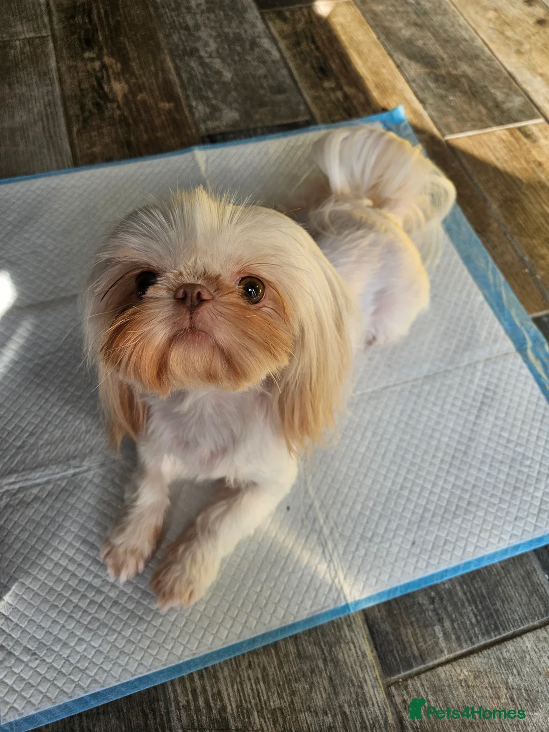 Shih Tzu dogs for sale: Stunning imperial girl - Advert 9