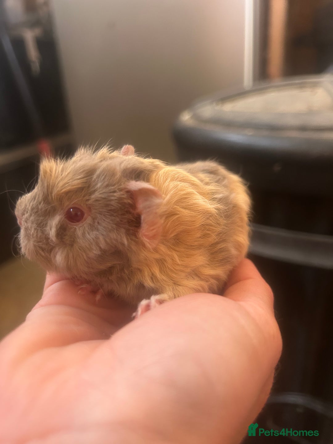 Guinea Pig rodents for sale: Litter of 6 beautiful baby Abyssinian guinea pigs - Image 11