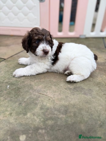 Bernedoodle dogs Micro/Miniature Bernedoodles - Advert 1