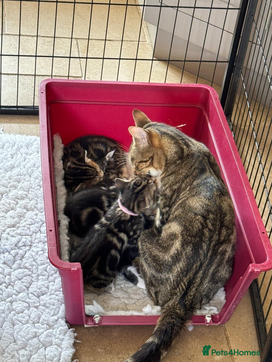 British Shorthair cats for sale: Beautiful playful kittens  - Image 11