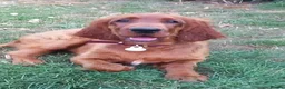 Irish Setter dogs for sale: Heather is only available now due to time wasters in Boston - Advert 4