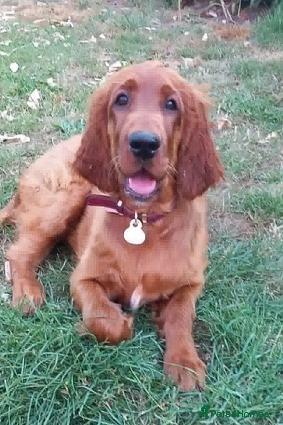 Irish Setter dogs for sale: Heather is only available now due to time wasters in Boston - Advert 4