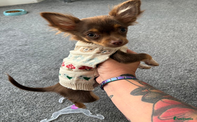 Chihuahua dogs - Advert 2