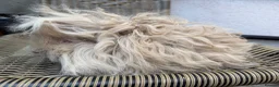 Guinea Pig rodents for sale: Purebred Lunkarya - Advert 17