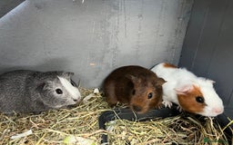 Guinea Pig rodents for sale: 3 bonded female piggies - Advert 2