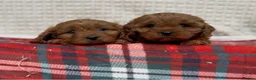 Cavapoo dogs for sale: STUNNING CAVAPOO PUPPIES - Advert 9