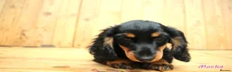 Miniature Dachshund dogs for sale: 🌟Dapple & Black Tan PRA Clear KC reg – June 26🌟 - Advert 20