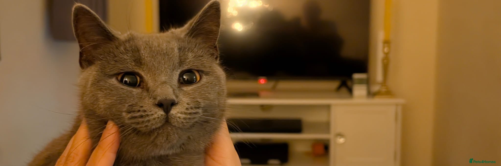 Mixed Breed cats Beautiful Friendly Grey Female Cat - Sophie - Advert 3