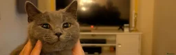 Mixed Breed cats for sale: Beautiful Friendly Grey Female Cat - Sophie in Peterborough - Advert 1