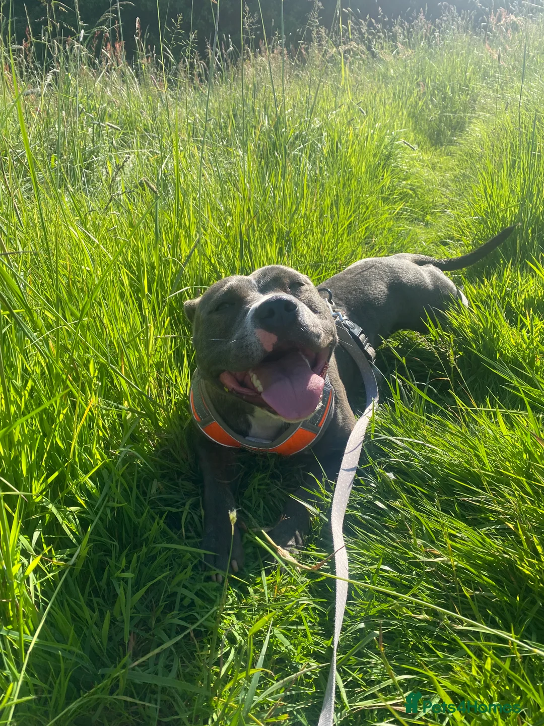 Mixed Breed dogs for sale: Rehoming Luna  in Malvern - Advert 2