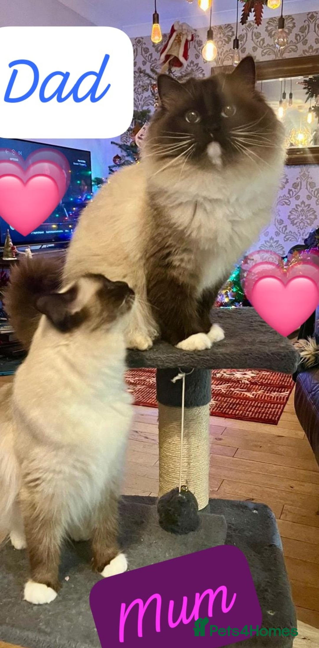 Ragdoll cats for sale: Beautiful pure ragdoll kittens  - Advert 3