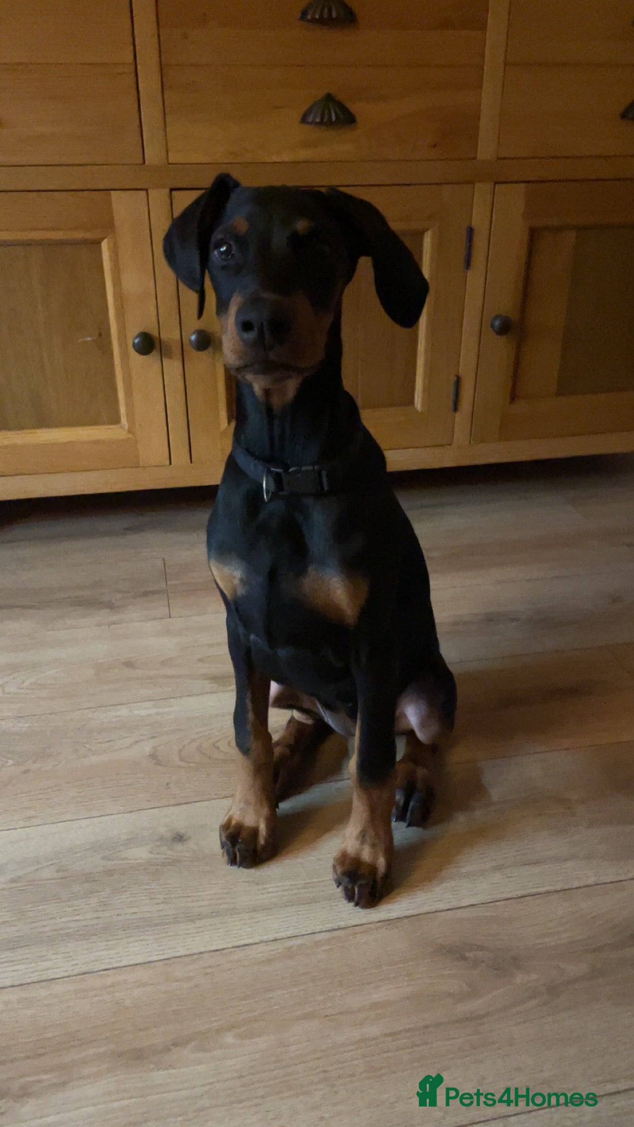 Dobermann dogs KC Reg DCM Clear Female Doberman Pup - Advert 7
