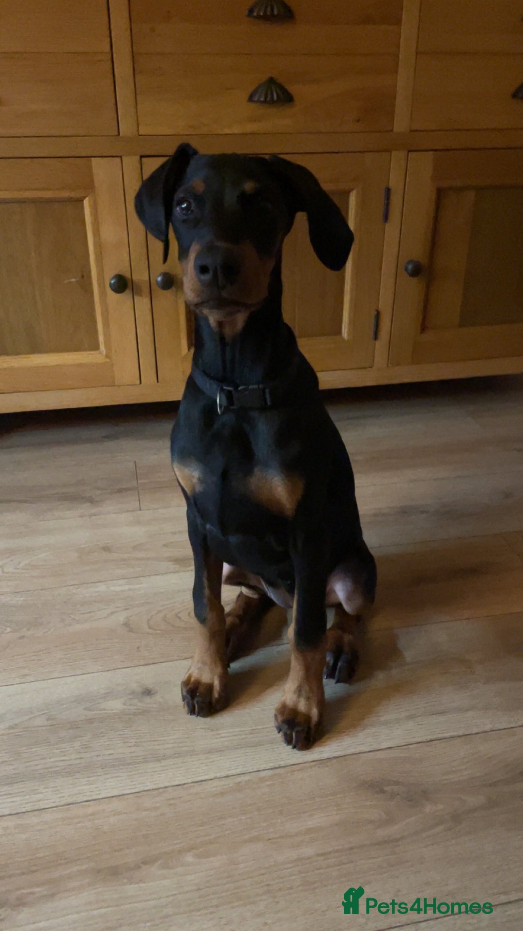 Dobermann dogs for sale: KC Reg DCM Clear Female Doberman Pup - Advert 1