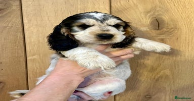 Cocker Spaniel dogs - Advert 15