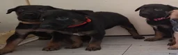 Belgian Shepherd Dog dogs for sale: Mechelse Herder Puppies For Sale - Advert 7