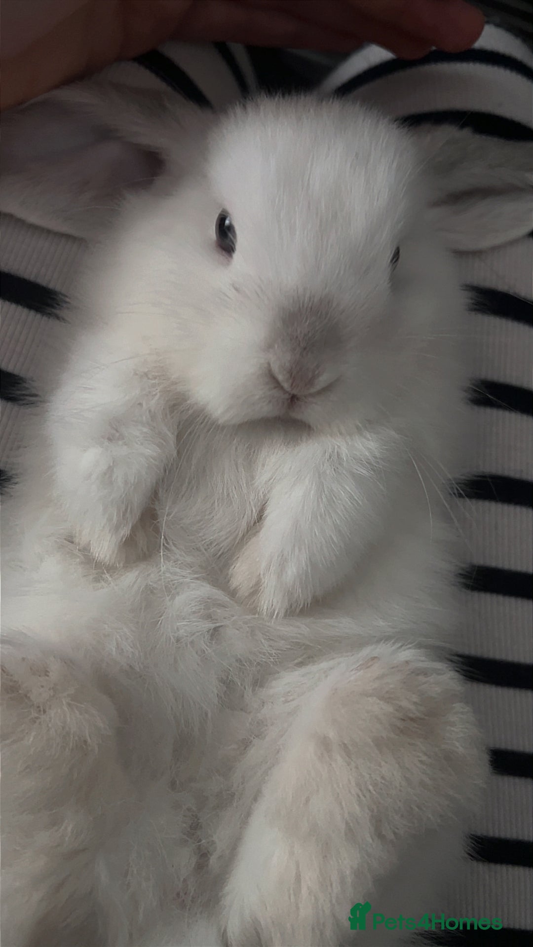 Mini Lop rabbits for sale: White mini lop - Advert 2