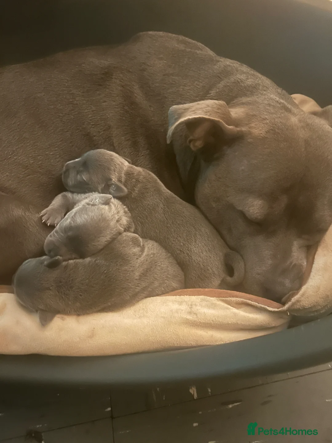 Staffordshire Bull Terrier dogs for sale: Paisley and Prince Charming  - Advert 2