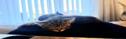 Mixed Breed cats for sale: 1/2 British blue kittens - Advert 8