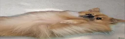 Pomchi dogs for stud: Pomchi for stud - Advert 2