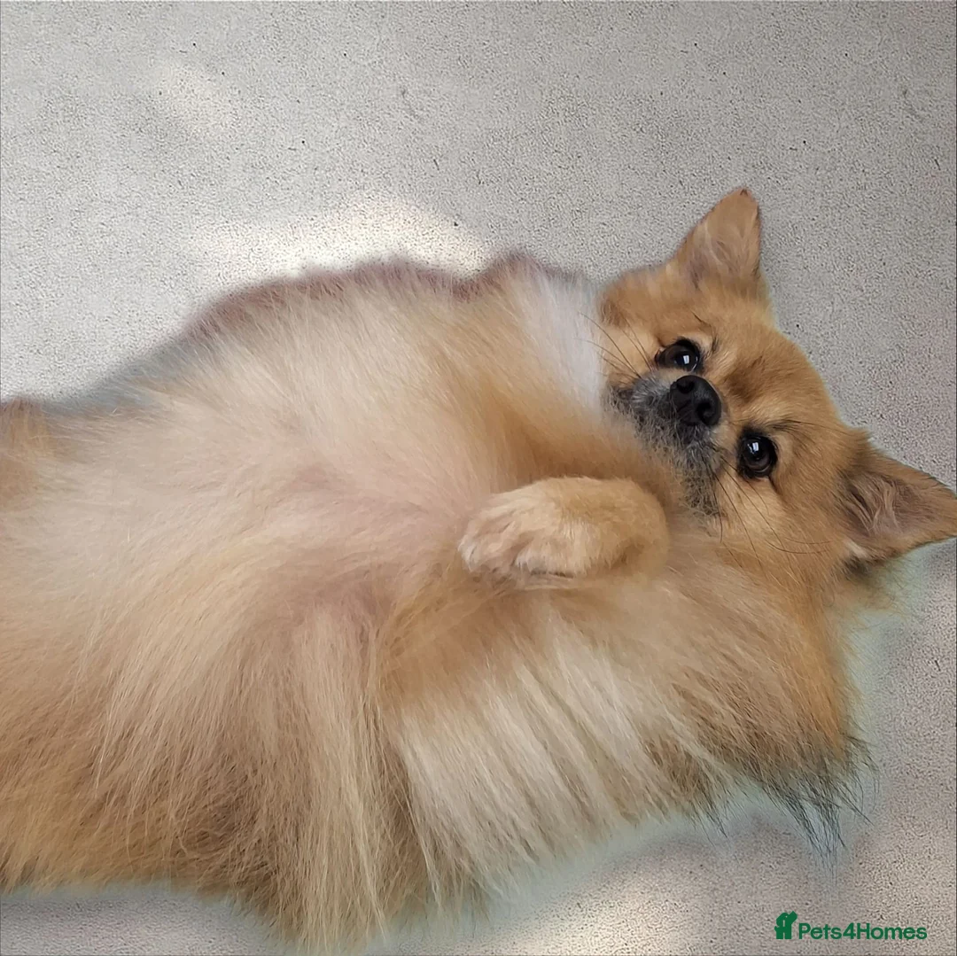 Pomchi dogs for stud: Pomchi for stud - Advert 2
