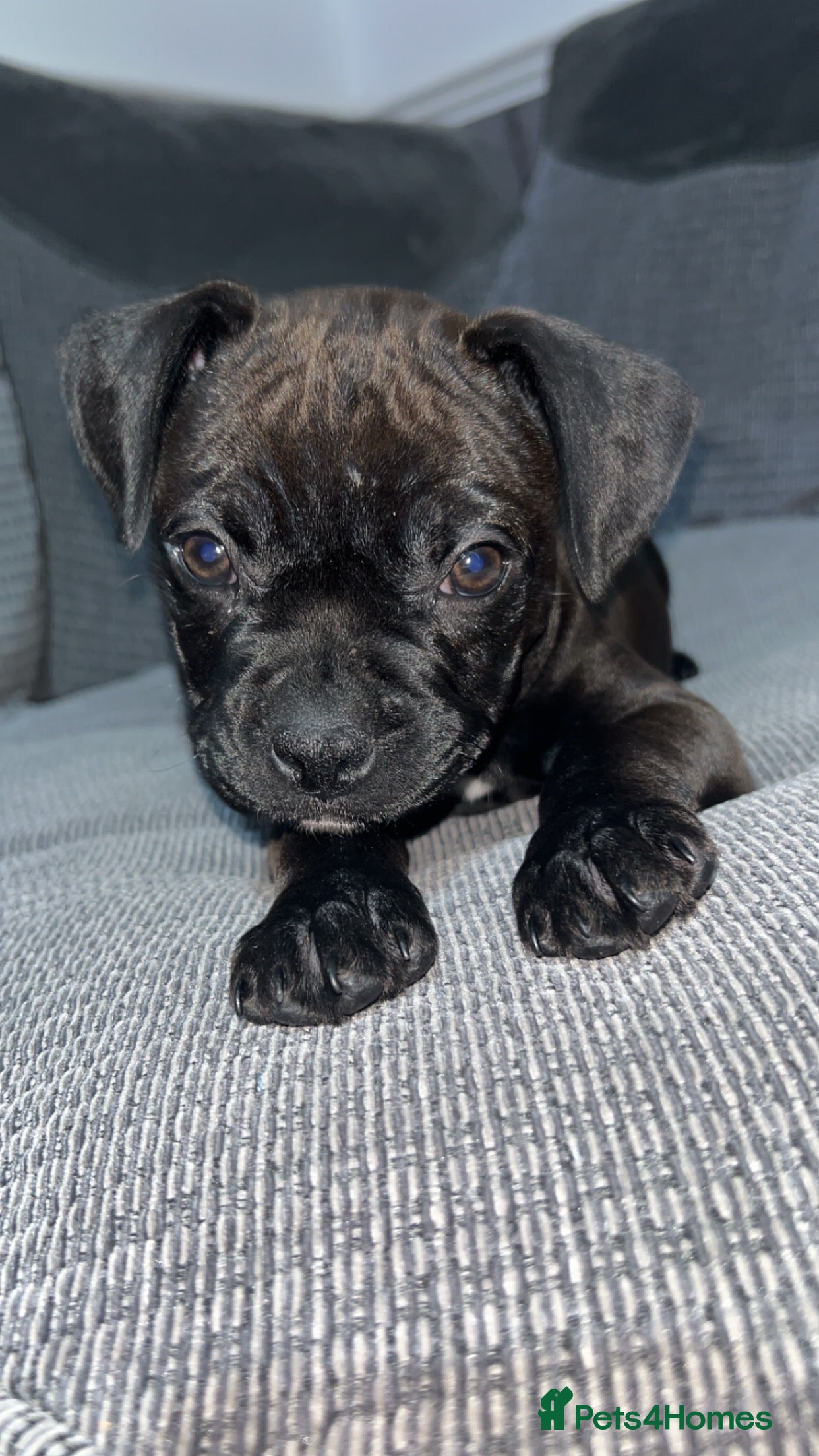 Mixed Breed dogs Female frenchie cross staff pup - Advert 1