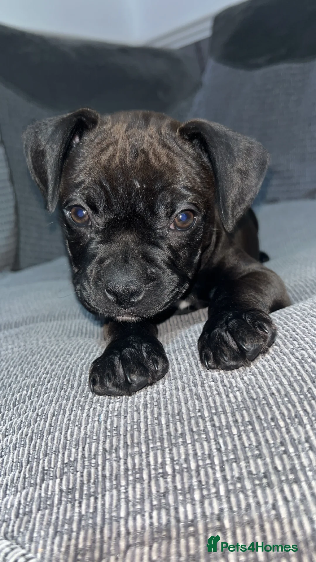 Mixed Breed dogs for sale: Female frenchie cross staff pup - Advert 1