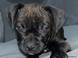 Mixed Breed dogs Female frenchie cross staff pup - Advert 1