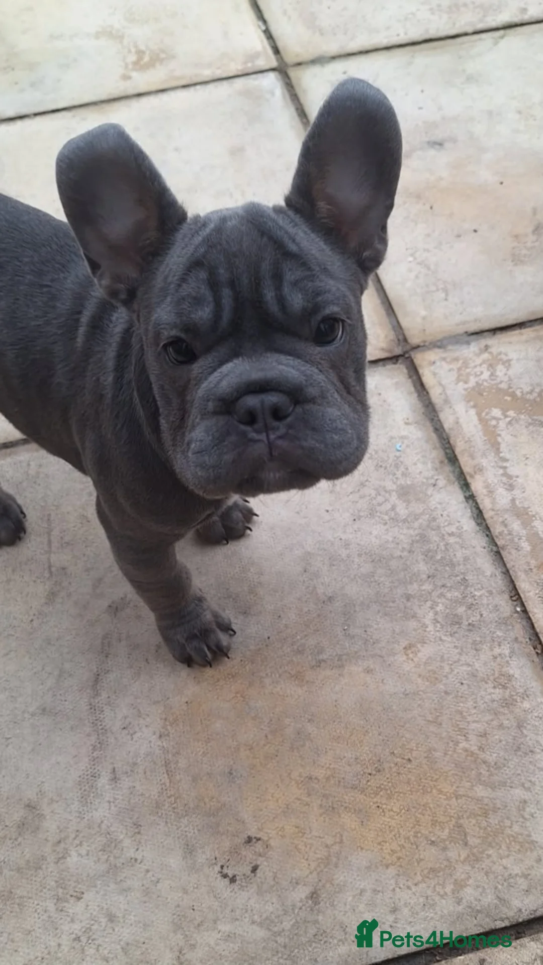 French Bulldog dogs for sale: Beautiful French bulldog pups - Advert 2