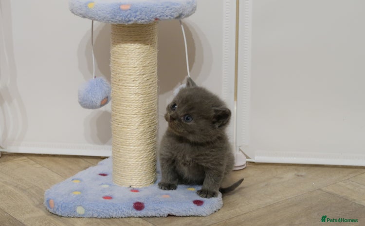 British Shorthair cats - Advert 13