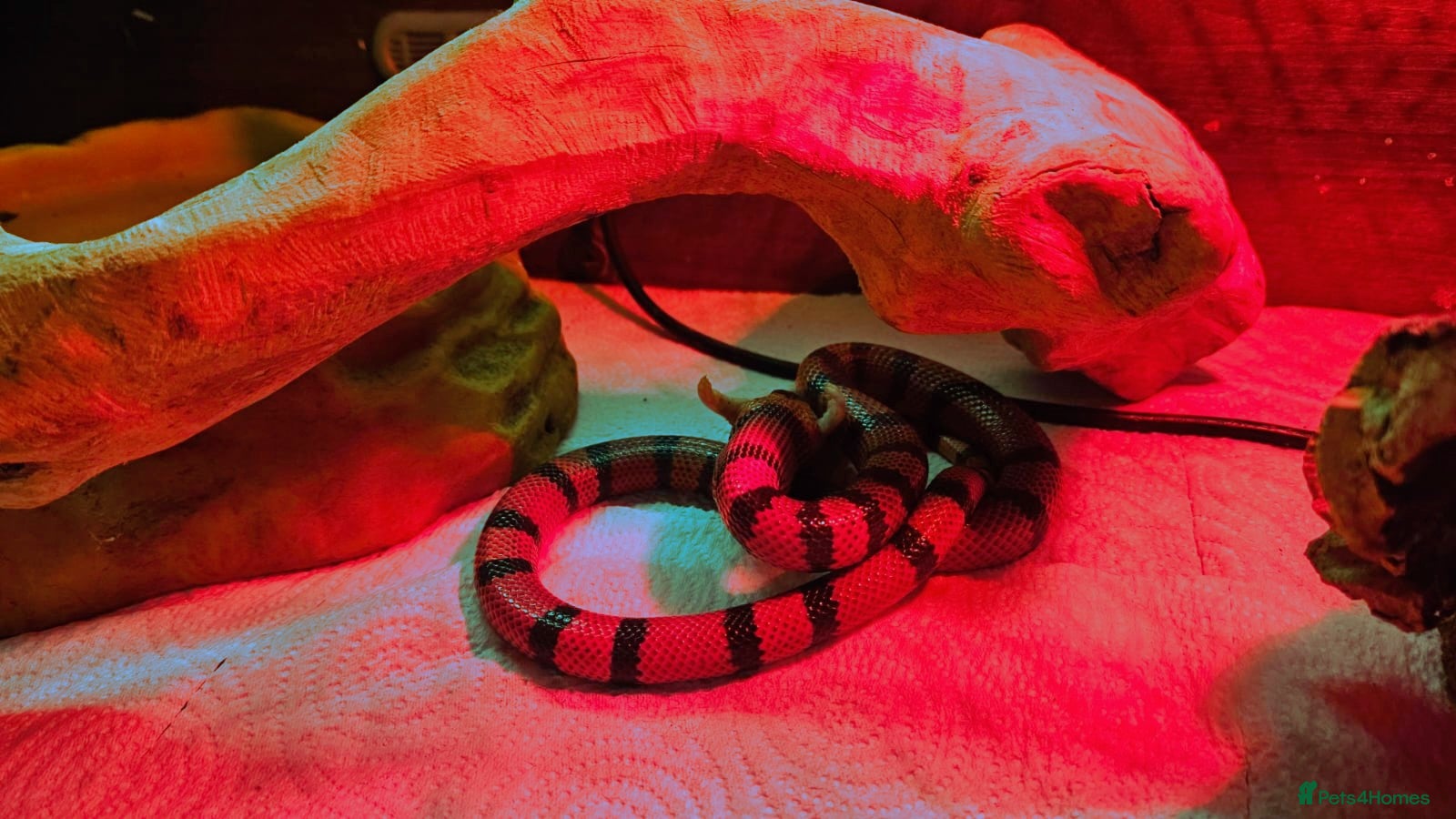 Milk Snake reptiles Honduran milk snake - Advert 1