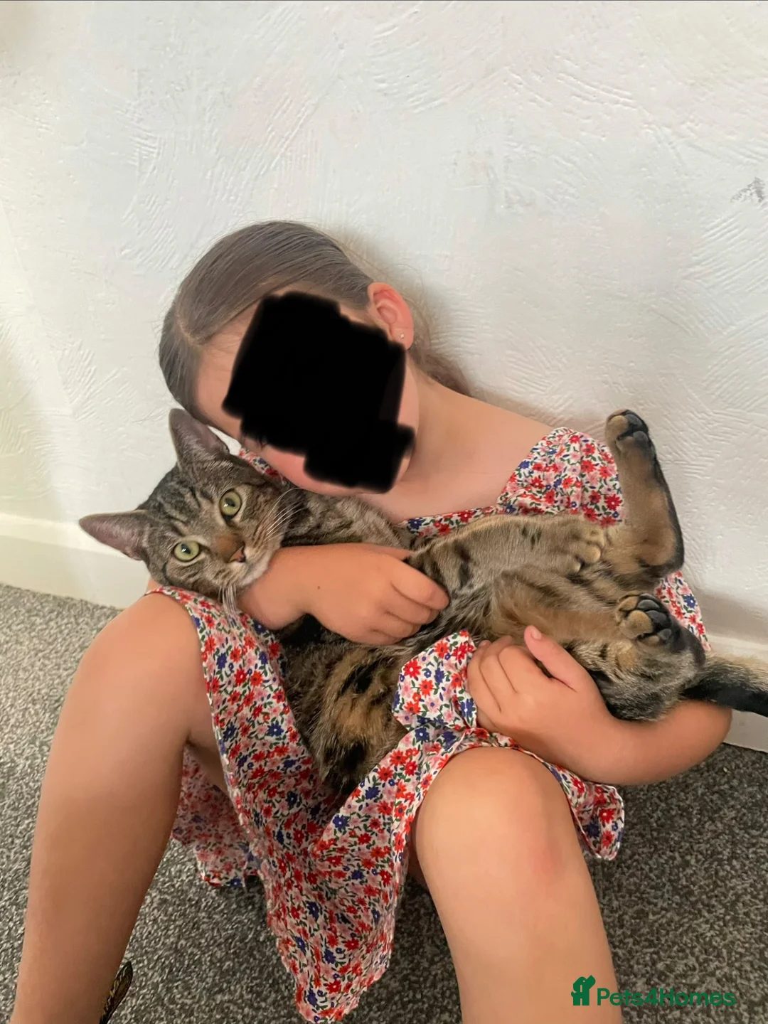 Mixed Breed cats for sale: Two male neutered brothers - Advert 2