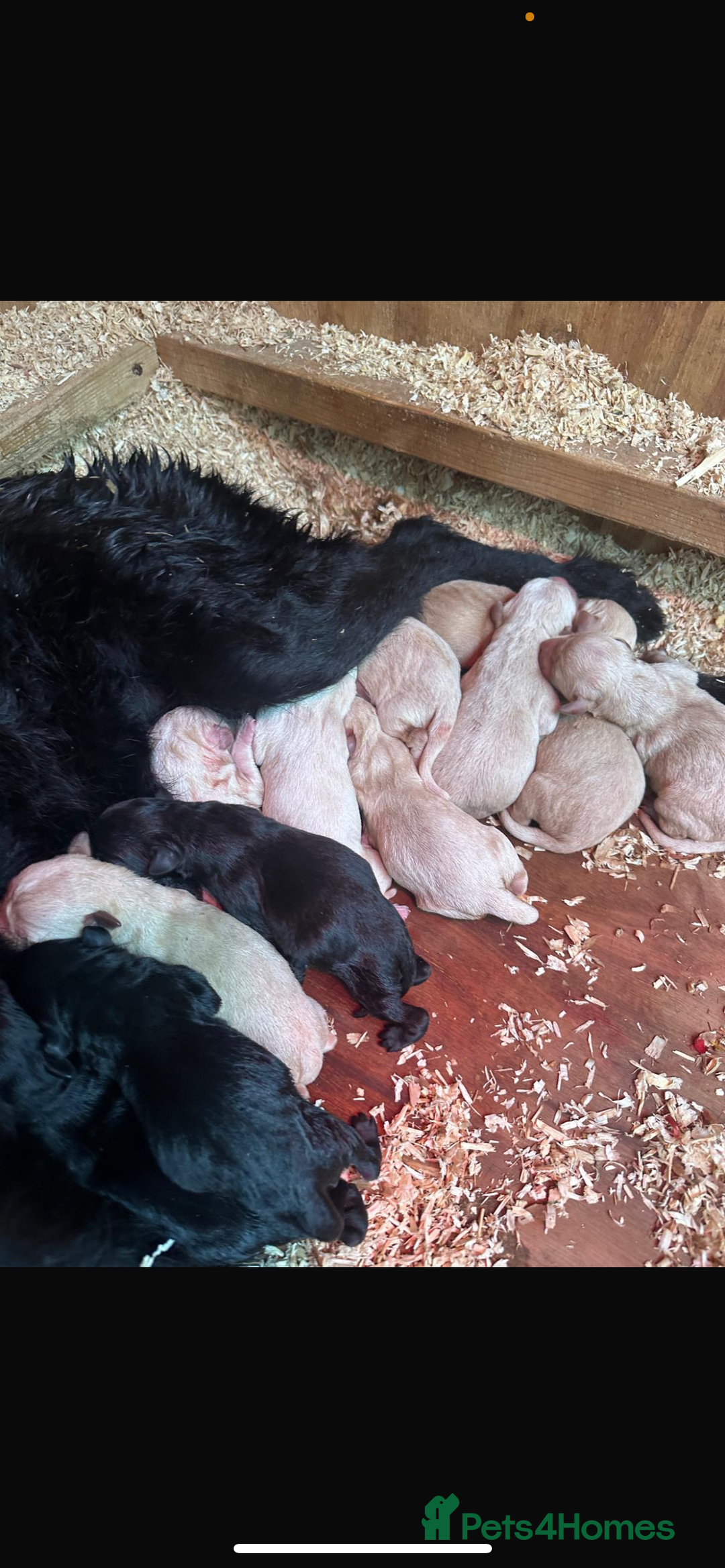 Mixed Breed dogs for sale: 3/4 Labrador 1/4 German wired hair pointer  - Image 17