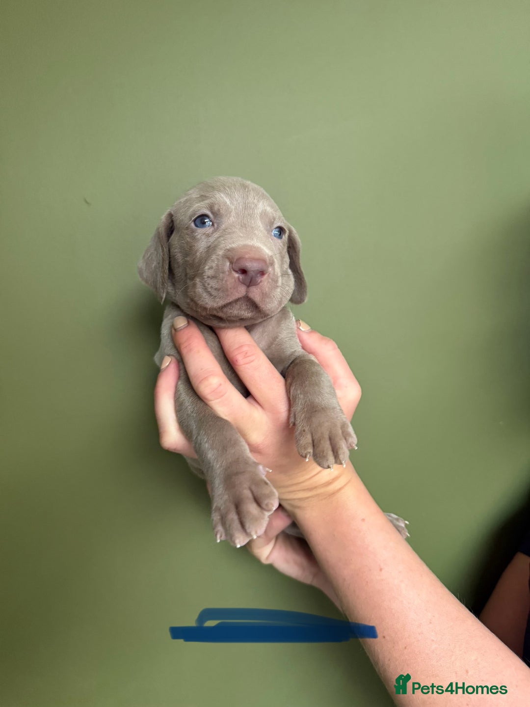 Weimaraner dogs for sale: KC Registered Weimaraner Puppies  - Advert 5