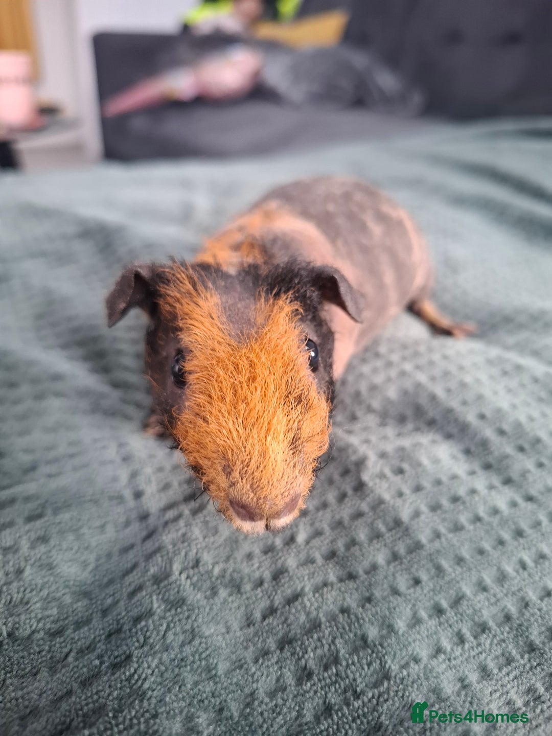 Guinea Pig rodents for sale: Skinny guinea pig boars. - Advert 4