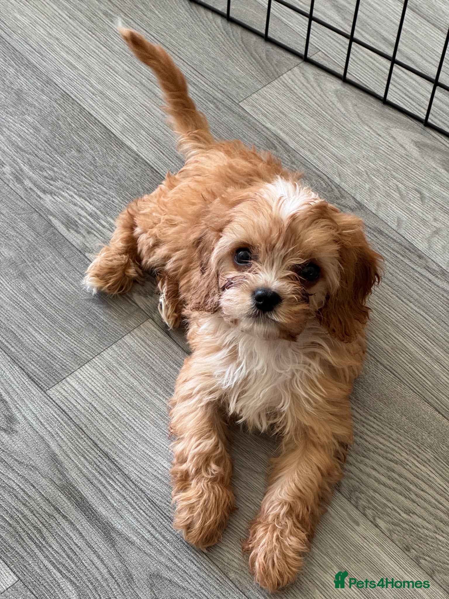 Cavapoo dogs Stunning F1 toy cavapoos  - Advert 2