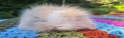 Mini Lop rabbits for sale: 🧡 TEDDYWIDDER X MINI LOP BABIES 😍 - Advert 5