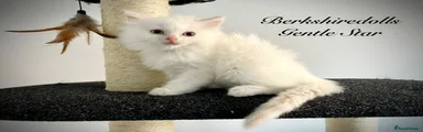 Gentle Star