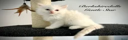 Ragdoll cats for sale: Gorgeous kittens with true ragdoll character - Advert 30